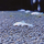 Сом Анциструс L144 Snow white (L)