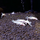 Сом Анциструс L144 Snow white (L)