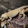 Агама бородатая hypo Leatherback L
