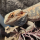 Агама бородатая hypo Leatherback L