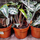 Алоказия Бамбино (Alocasia Bambino Dolc'amore)