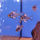 Апистограмма рамирези Сапфир (Mikrogeophagus ramirezi)