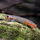 Бычок красногубый (Sicyopus rubicundus)