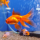 Золотая рыбка Веерохвост красный М (Carassius auratus auratus)