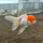Золотая рыбка Оранда красная шапочка XL (Carassius auratus var.)