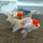 Золотая рыбка Оранда красная шапочка XL (Carassius auratus var.)