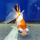 Золотая рыбка Телескоп бабочка красно-белый L (Carassius auratus)