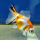 Золотая рыбка Телескоп бабочка красно-белый L (Carassius auratus)