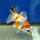 Золотая рыбка Телескоп бабочка красно-белый L (Carassius auratus)