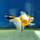 Золотая рыбка Телескоп бабочка красно-белый L (Carassius auratus)