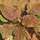 Криптокорина ржавая (Cryptocoryne ferruginea sekadauensis) (меристема)