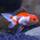 Золотая рыбка Оранда красно-белая (ML) (Carassius auratus var.)
