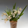 Орхидея (Oncidium Twinkle White)