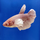 Петушок самка супердельта Дамбо (Betta Splendens)