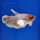 Петушок самка супердельта Дамбо (Betta Splendens)