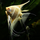 Скалярия Дантум альбино S (Pterophyllum sp. Dantum Albino)