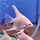 Скалярия платиновая белая (S) (Pterophyllum scalare)