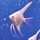 Скалярия платиновая белая (S) (Pterophyllum scalare)