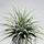 Тилландсия (Tillandsia lonantha Silver)