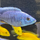 Хаплохромис васильковый XL (Sciaenochromis ahli)