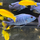 Хаплохромис васильковый XL (Sciaenochromis ahli)