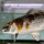 Карп кои XL (30-40 см) (Cyprinus carpio)