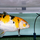 Карп кои XL (30-40 см) (Cyprinus carpio)