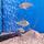 Акарихт хеккеля (Acarichthys heckelii)