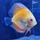 Дискус Голубиная Кровь (М) (Symphysodon aequifasciatus var.)