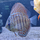 Дискус Туркис шахматный S (Symphysodon aequifasciatus var.)