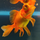Золотая рыбка Телескоп бабочка красный L (Carassius auratus)