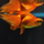 Золотая рыбка Телескоп бабочка красный L (Carassius auratus)