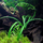 Кринум волнистый (в горшке) (Crinum calamistratum)