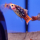 Пецилия яблочная ситцевая (Xiphophorus maculatus)