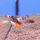 Пецилия яблочная ситцевая (Xiphophorus maculatus)