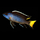 Псевдотрофеус Ацей Итунги XL (Pseudotropheus spec. acei "Itungi")