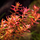 Ротала макрандра мини (меристема) Тайланд (Rotala macrandra mini)
