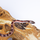 Полоз маисовый Blood Red pied sided