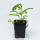 Филлантус (Phyllanthus sp)