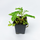Филлантус (Phyllanthus sp)