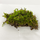 Мох (Dicranum scoparium)
