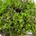 Мох (Dicranum scoparium)