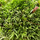 Мох (Leucobryum Glaucum)