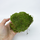 Мох (Leucobryum Glaucum)