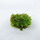 Мох (Dicranum scoparium)