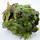 Мох (Marchantia Polymorpha)