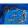 Карп Кои Вуалевый ассорти, 10-12 см (Cyprinus carpio)