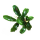 Буцефаландра Зеленая Волна (ветка) (Bucephalandra green wavy)