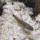 Водорослеед сетчатый "Бородоед" (Crossocheilus reticulatus)