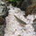 Водорослеед сетчатый "Бородоед" (Crossocheilus reticulatus)